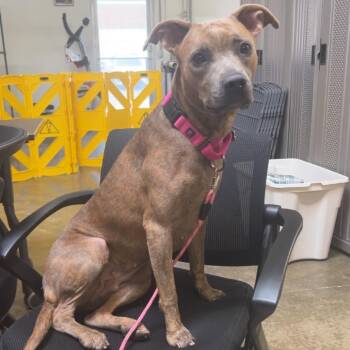 Sky -  Mixed Breed Dog for Adoption in Mentor, Ohio - Sky | PetCurious