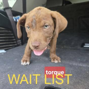 Torque -  Pit Bull Terrier and Mixed Breed Dog for Adoption in Livingston, Texas - Torque | PetCurious