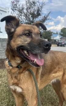 Rescue Shepherd Dogs for Adoption in Pawleys Island, South Carolina - Sasha | PetCurious