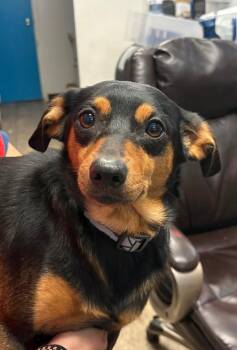 Dachshund Dogs Available for Adoption in Carson City, Nevada - Scotch | PetCurious