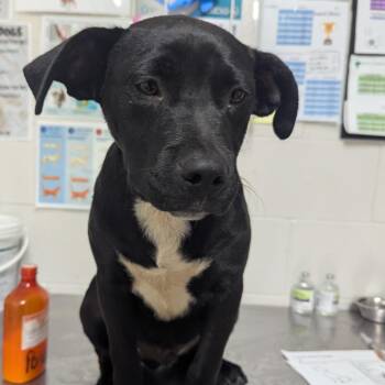 Dandy -  Pit Bull Terrier Dog Available for Adoption in Birmingham, Alabama - Dandy | PetCurious