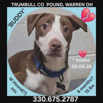 Buddy -  Hound and Mixed Breed Dog for Adoption - Buddy | PetCurious