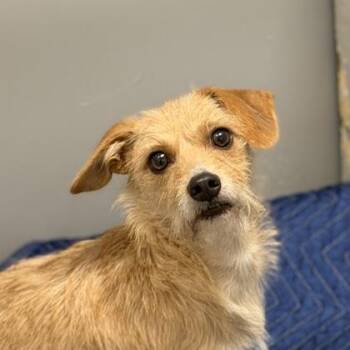 Maple -  Terrier Dog for Adoption in Sacramento, California - Maple | PetCurious