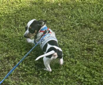 Tiny -  Dachshund and Chihuahua Dog Available for Adoption in Gillsville, Georgia - Tiny | PetCurious