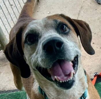 Rescue Hound and Terrier Dogs for Adoption in Bloomfield, Connecticut - Walter | PetCurious