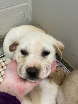 Great Pyrenees Dogs Available for Adoption - Cumulus (Red) | PetCurious