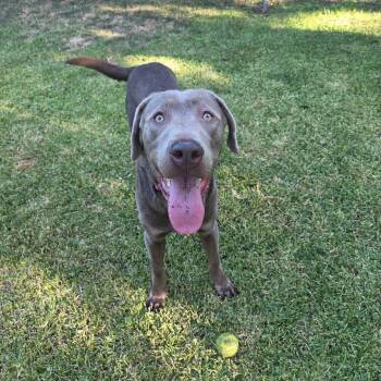 Mighty Max -  Labrador Retriever Dog for Adoption in Dallas, Texas - Mighty Max | PetCurious