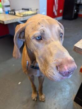 Great Dane Dogs Available for Adoption - Fallon | PetCurious