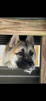 Ashs -  Husky and Akita Dog for Adoption in New Bedford, Massachusetts - Ashs | PetCurious
