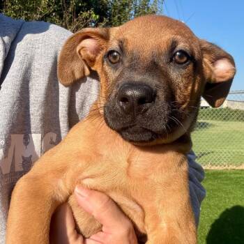 Zeke -  German Shepherd Dog and Mixed Breed Dog for Adoption in Evansville, Indiana - Zeke | PetCurious