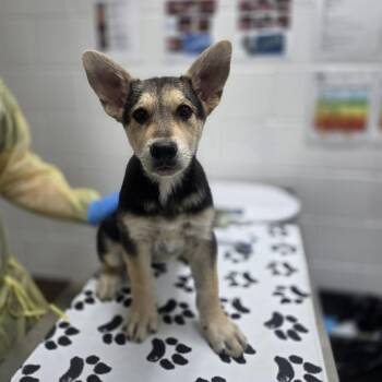 Pho -  Anatolian Shepherd and German Shepherd Dog Dog for Adoption in Incline Village, Nevada - Pho | PetCurious