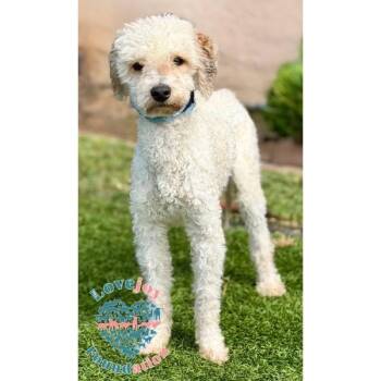 Miniature Poodle Dogs Available for Adoption in Inglewood, California - Dominick RB | PetCurious