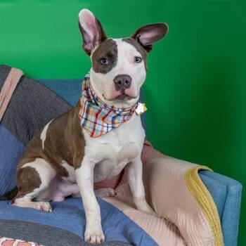 Pit Bull Terrier and Mixed Breed Dogs Available for Adoption - DUBLIN | PetCurious