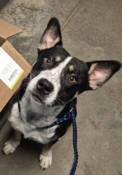 Shoto $50 -  Australian Cattle Dog Blue Heeler and Mixed Breed Dog for Adoption in Seneca, South Carolina - Shoto $50 | PetCurious