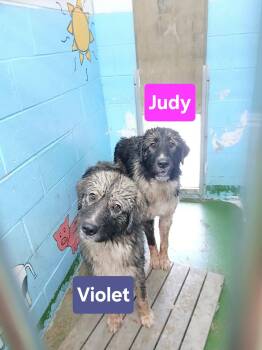 Judy - At shelter -  Great Pyrenees Dog for Adoption in Rustburg, Virginia - Judy - At Shelter | PetCurious