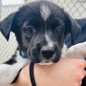 Labrador Retriever and Husky Dogs Available for Adoption in Evansville, Indiana - Flash | PetCurious