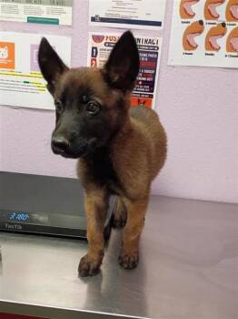 61307588 -  Belgian Shepherd Malinois and Mixed Breed Dog for Adoption in El Paso, Texas - 61307588 | PetCurious