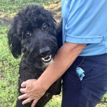 Dillard -  Poodle and Labrador Retriever Dog for Adoption in Largo, Florida - Dillard | PetCurious