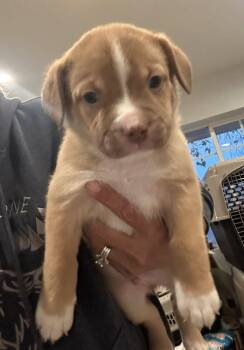Rescue Australian Shepherd and Pit Bull Terrier Dogs for Adoption in Agua Dulce, California - Aussie/Pit Puppies-girl | PetCurious