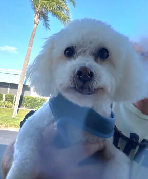 Rescue Bichon Frise and Maltese Dogs for Adoption in Tampa, Florida - Beau - M | PetCurious