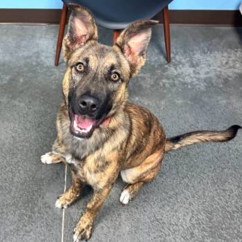 Rescue German Shepherd Dog and Mixed Breed Dogs for Adoption in Idaho Falls, Idaho - Nellie | PetCurious
