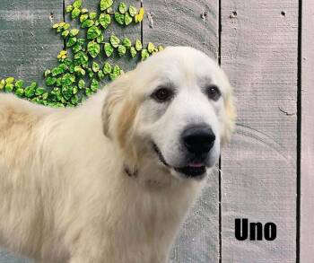 Uno -  Great Pyrenees Dog for Adoption in Marshville, North Carolina - Uno | PetCurious