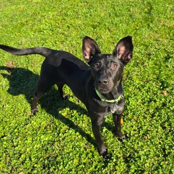 Stephanie -  Black Labrador Retriever and Mixed Breed Dog for Adoption in Milan, Illinois - Stephanie | PetCurious