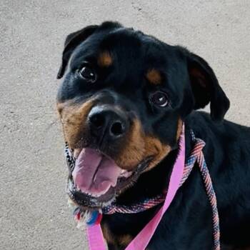 Rescue Rottweiler and Mixed Breed Dogs for Adoption in Lake Jackson, Texas - Kudrow | PetCurious