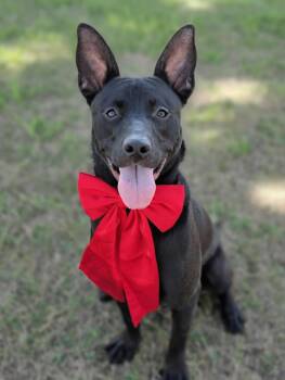 Australian Kelpie and Mixed Breed Dogs Available for Adoption - BINKS | PetCurious