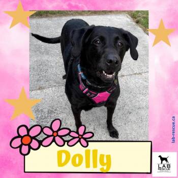 Dolly -  Labrador Retriever Dog for Adoption in Oakville, Ontario - Dolly | PetCurious