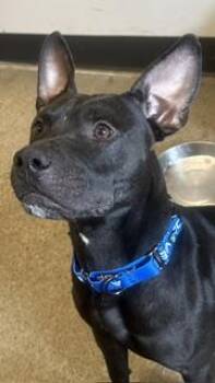 Thatcher -  Pit Bull Terrier Dog for Adoption in Cleveland, Ohio - Thatcher | PetCurious