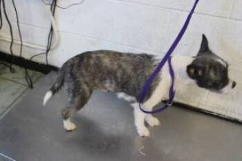 Rescue French Bulldog and Schnauzer Dogs for Adoption in Weatherford, Texas - Sister | PetCurious