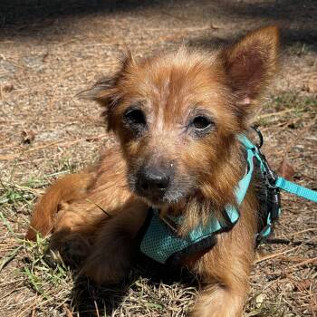 Mable -  Terrier Dog for Adoption in Columbia, South Carolina - Mable | PetCurious