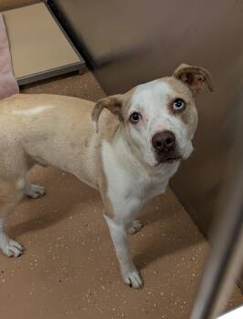 Pit Bull Terrier Dogs Available for Adoption in Allen, Texas - Olaf | PetCurious