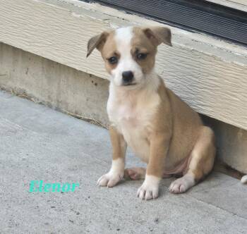 Eleanor -  Chihuahua and Pit Bull Terrier Dog for Adoption in Sedalia, Colorado - Eleanor | PetCurious
