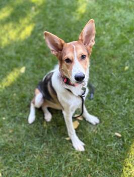 Gertrude -  Shepherd Dog for Adoption in Millcreek, Utah - Gertrude | PetCurious