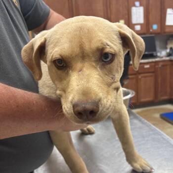 Labrador Retriever Dogs Available for Adoption in Tupelo, Mississippi - Chloe - 032004U | PetCurious
