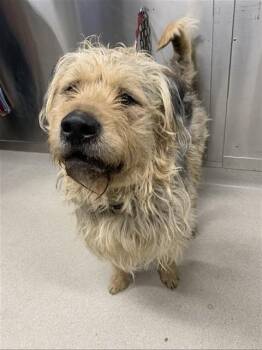 OZZY -  Wheaten Terrier and Mixed Breed Dog for Adoption in Fairbanks, Alaska - OZZY | PetCurious