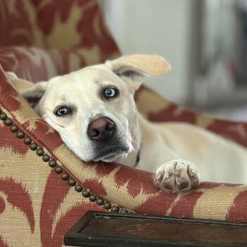 Rory right on time tv watching family girl -  Husky and Yellow Labrador Retriever Dog for Adoption in Friendswood, Texas - Rory Right On Time Tv Watching Family Girl | PetCurious