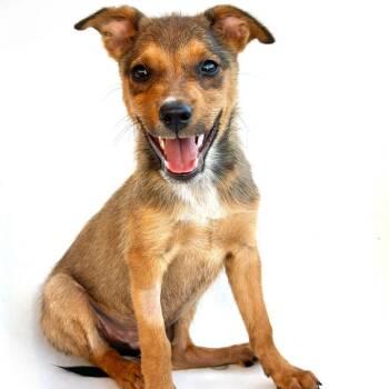 Sig -  Terrier Dog for Adoption in Palm Springs, California - Sig | PetCurious