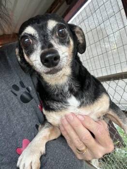 Jasper - WA (bonded w Claire) -  Chihuahua and Dachshund Dog for Adoption in Bryan, Texas - Jasper - WA (bonded W Claire) | PetCurious