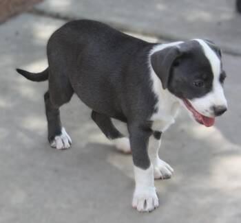 EmmyLou -  Australian Shepherd Dog for Adoption in Albuquerque, New Mexico - EmmyLou | PetCurious