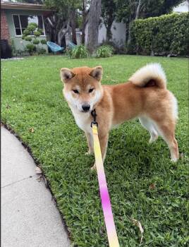 Lucky -  Shiba Inu Dog for Adoption in Los Angeles, California - Lucky | PetCurious