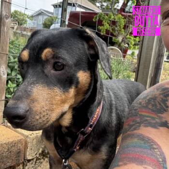 Luma -  Shepherd Dog for Adoption in Vancouver, British Columbia - Luma | PetCurious