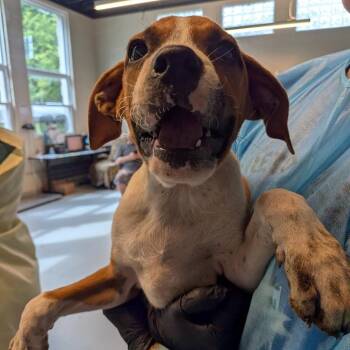 Clay -  Mixed Breed Dog for Adoption in Huntington, West Virginia - Clay | PetCurious