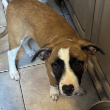 Hydrangea -  Terrier and Beagle Dog for Adoption - Hydrangea | PetCurious