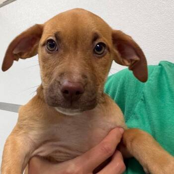 Meradith -  Hound and Mixed Breed Dog for Adoption in Greensboro, Georgia - Meradith | PetCurious