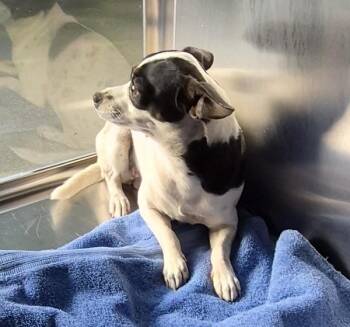 Chihuahua Dogs Available for Adoption in Lawrenceville, Georgia - Pen 226d Memphis | PetCurious