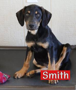 Hound and Rhodesian Ridgeback Dogs Available for Adoption in Southlake, Texas - Smith | PetCurious