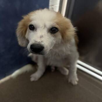 Cobalt -  Australian Shepherd and Mixed Breed Dog for Adoption in South Elgin, Illinois - Cobalt | PetCurious